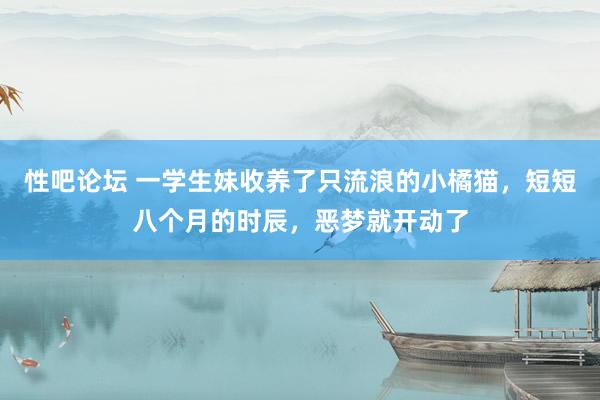 性吧论坛 一学生妹收养了只流浪的小橘猫，短短八个月的时辰，恶梦就开动了